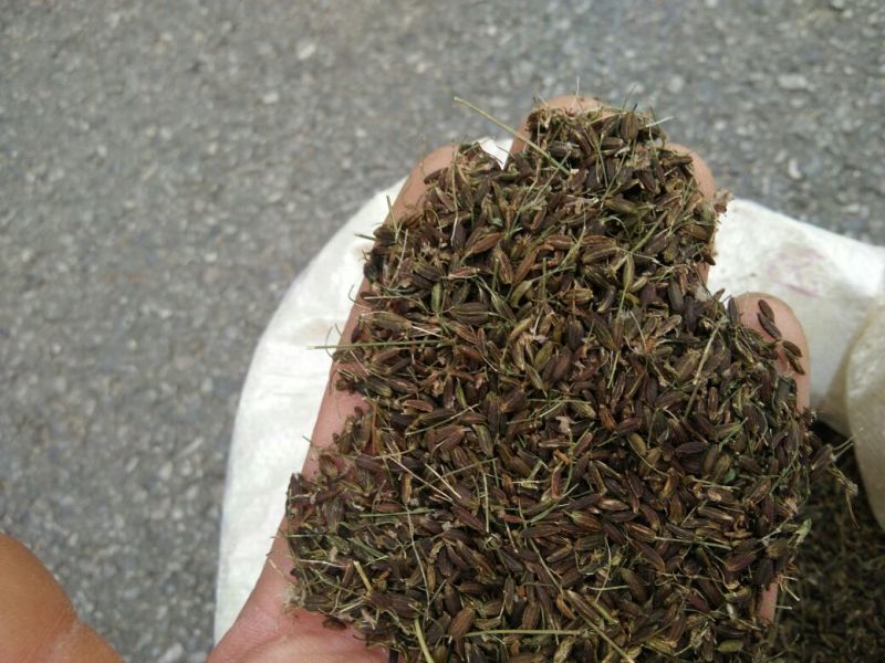 南沙参射干苗，知母秧，