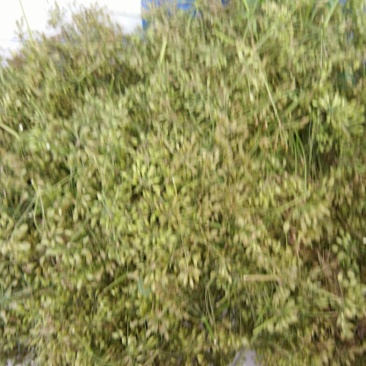 南沙参射干苗，知母秧，