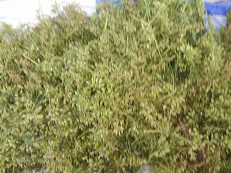 南沙参射干苗，知母秧，