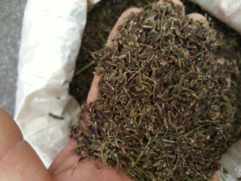 南沙参射干苗，知母秧，