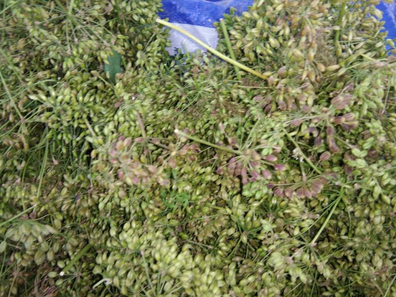 南沙参射干苗，知母秧，