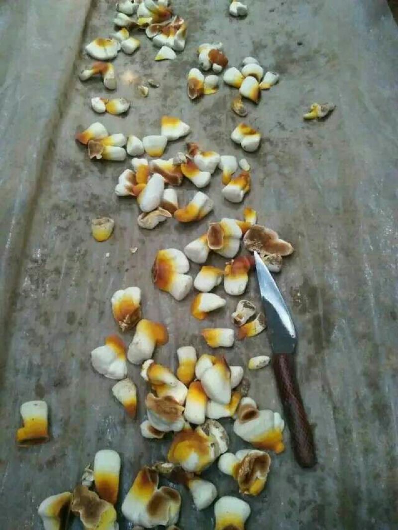 灵芝灵芝菌包