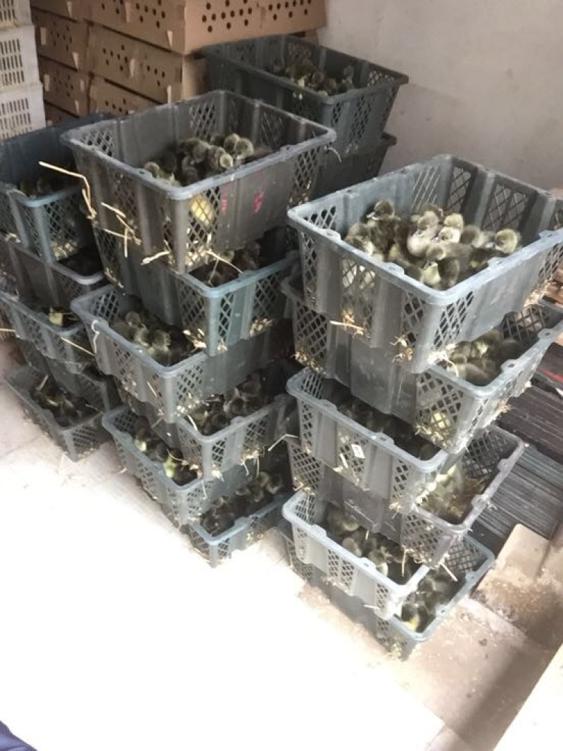 四季鹅苗