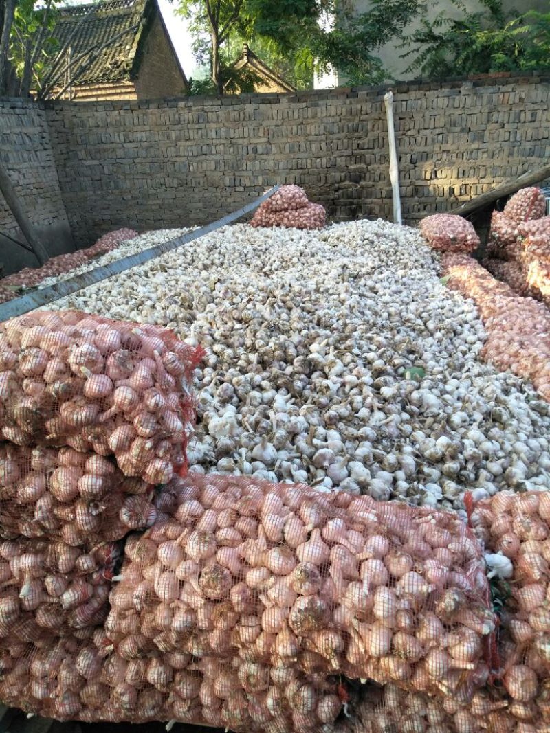 金乡红蒜混级统货干蒜