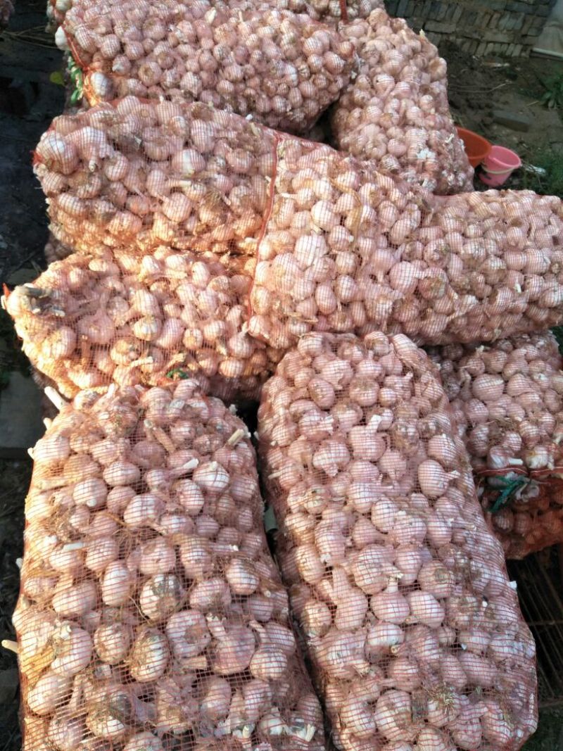 金乡红蒜混级统货干蒜