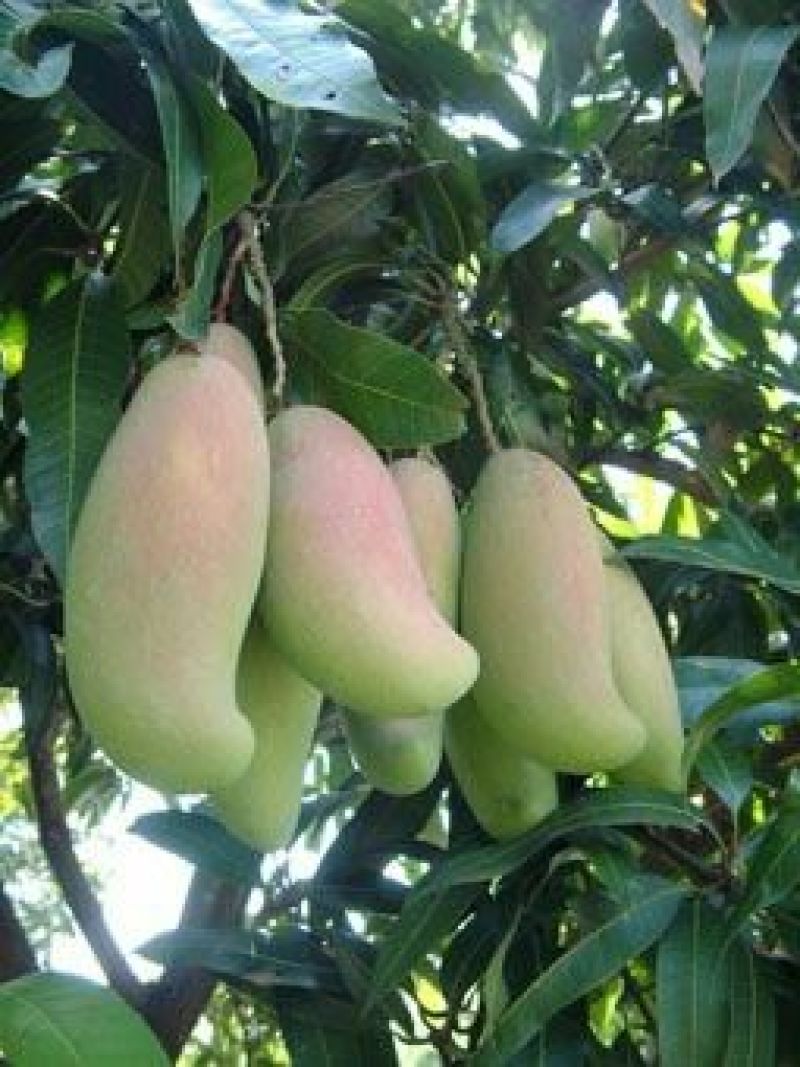 广西百色田阳芒果红象芒果大量供应市场批发商对接电商