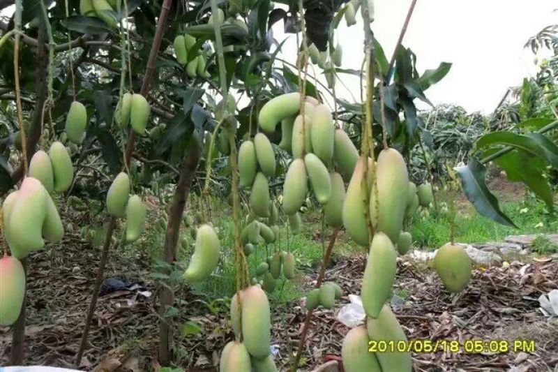 广西百色田阳芒果红象芒果大量供应市场批发商对接电商