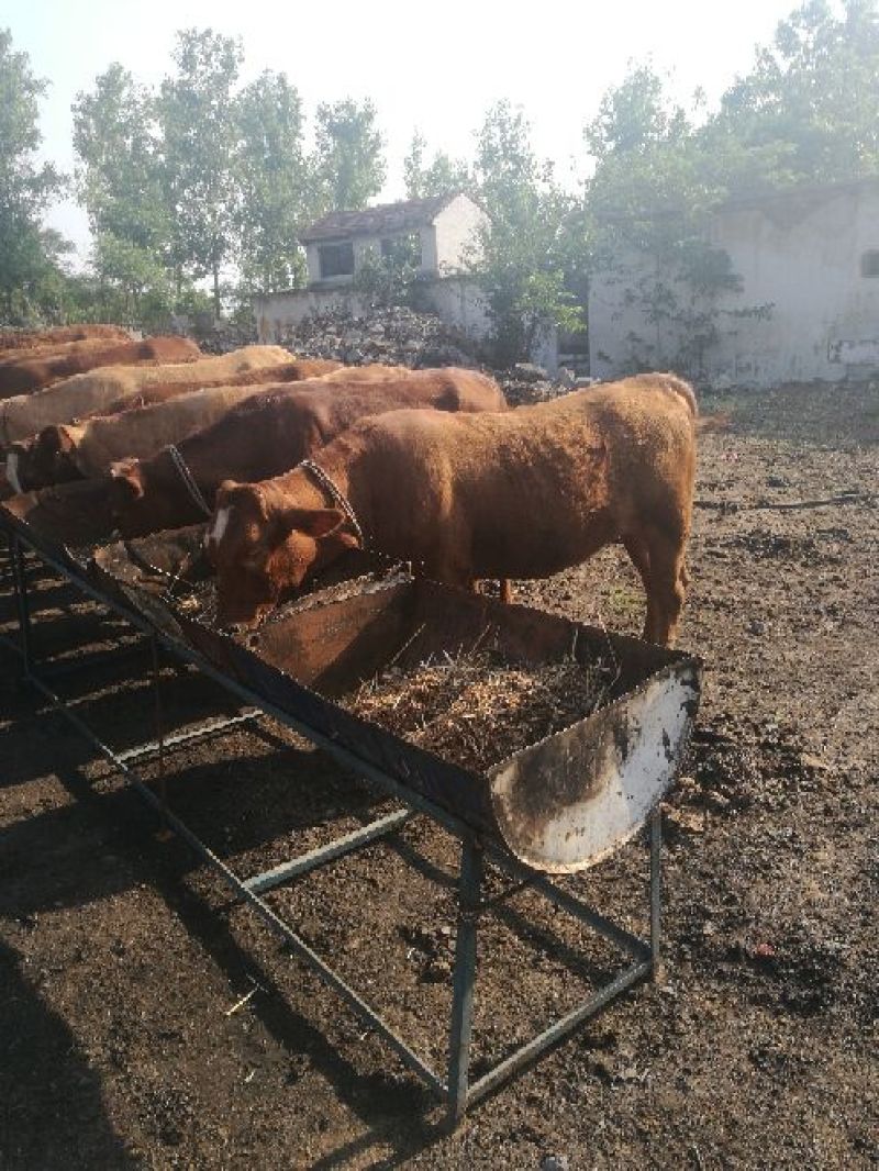 肉牛400~600斤