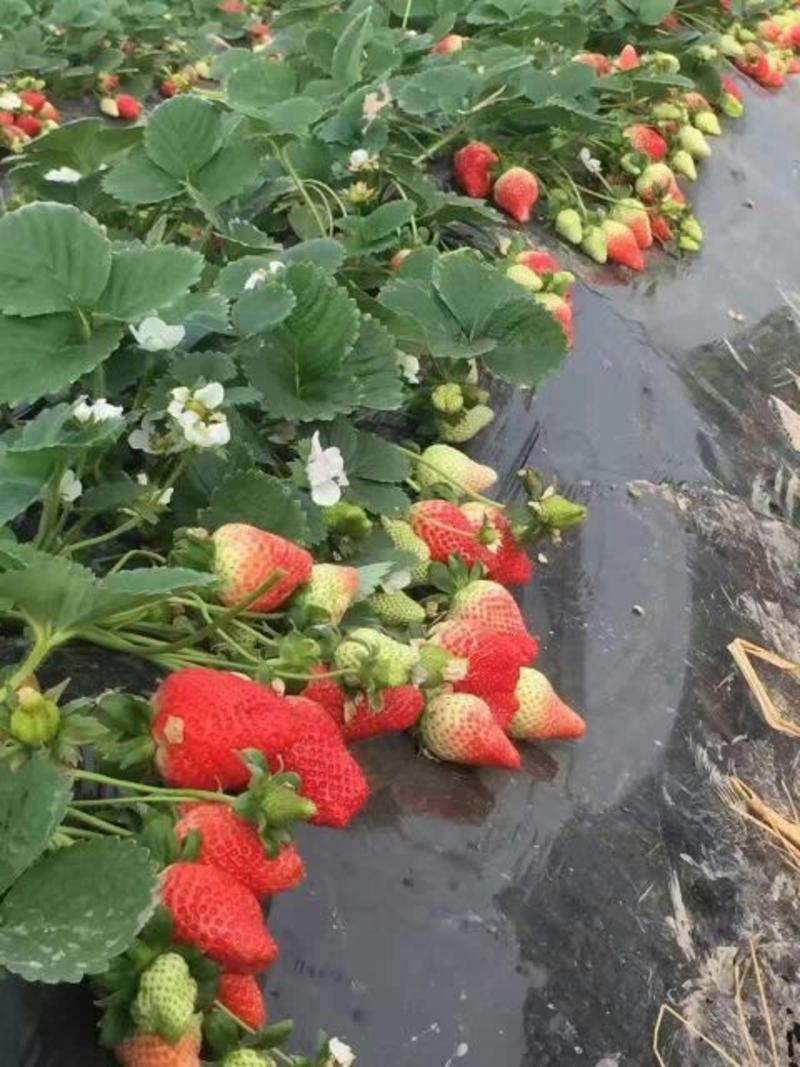 奶油草莓苗红颜草莓苗甜宝妙香草莓苗10~20cm
