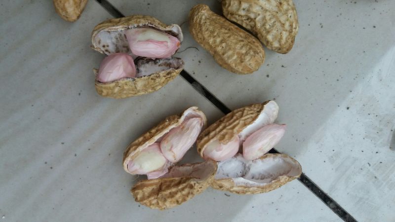 花生鲜花生果