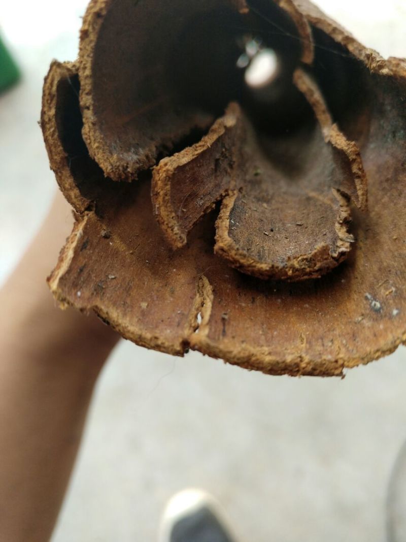 桂皮散装中通