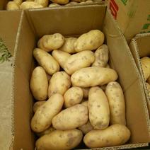荷兰十五土豆通货2两以上