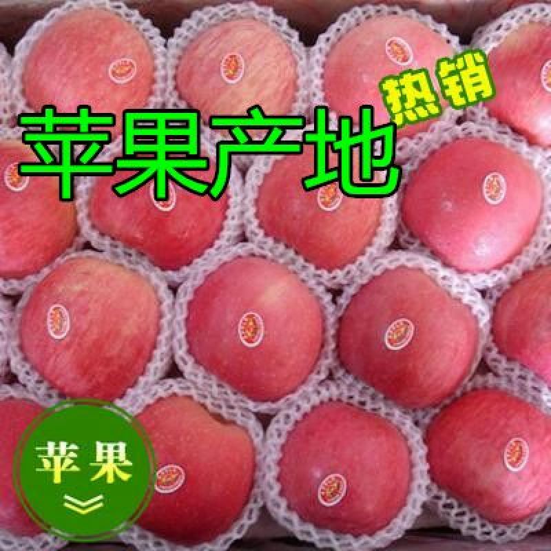 辽伏苹果60mm以上光果低价好货上市热卖一条龙服务