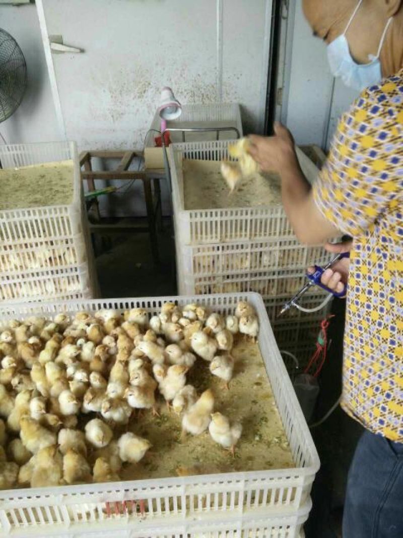 三黄鸡苗出壳苗35~45克雌