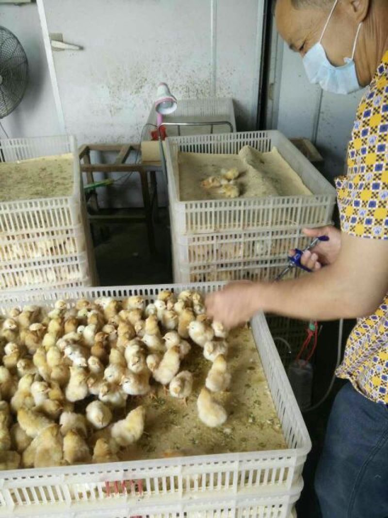 三黄鸡苗出壳苗35~45克雌