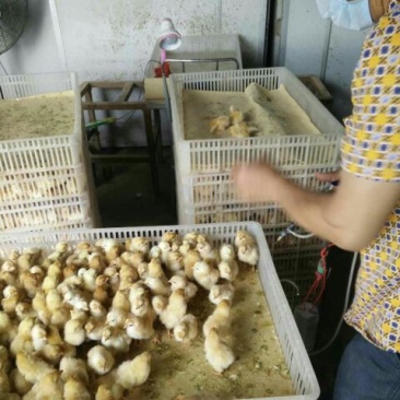 三黄鸡苗出壳苗35~45克雌