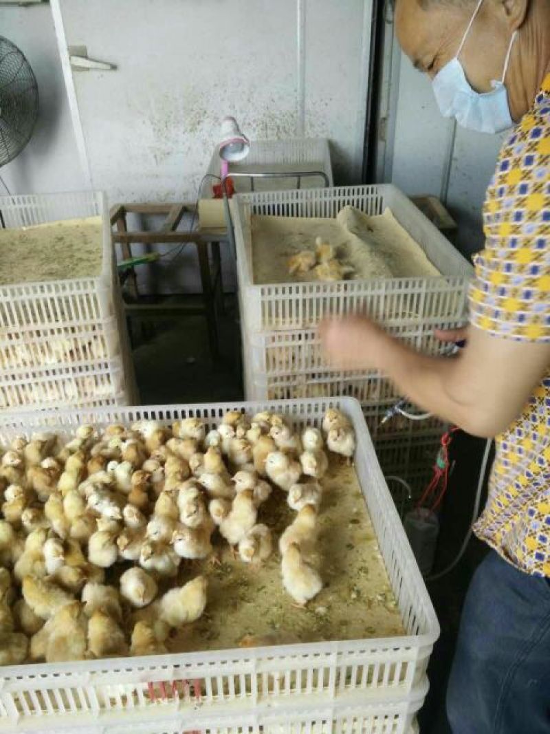 三黄鸡苗出壳苗35~45克雌