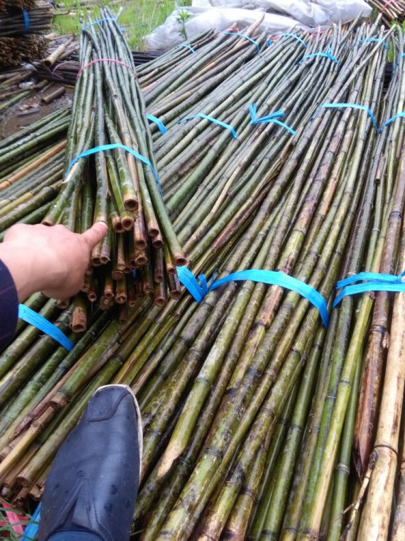 竹子优质大小菜竹杆楠竹