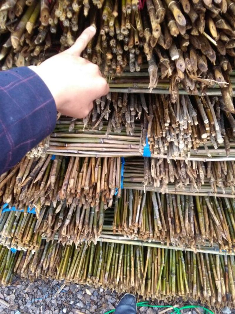 竹子优质大小菜竹杆楠竹