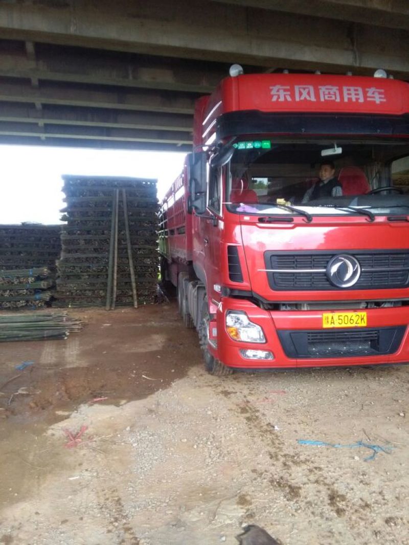 竹子优质大小菜竹杆楠竹