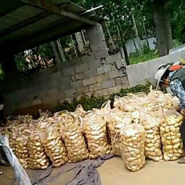 荷兰十五土豆通货3两以上