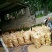 荷兰十五土豆通货3两以上