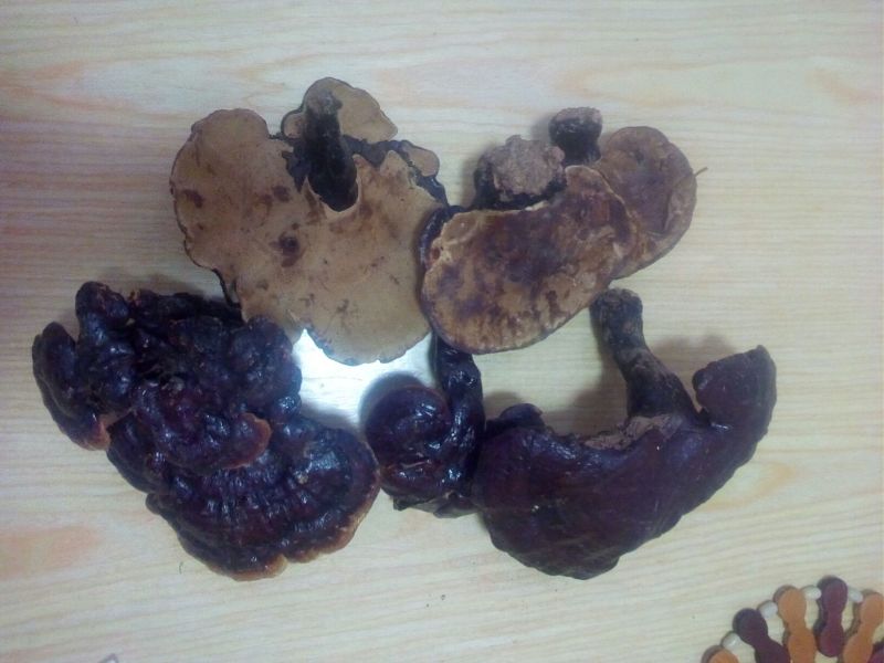 药用灵芝野生红统