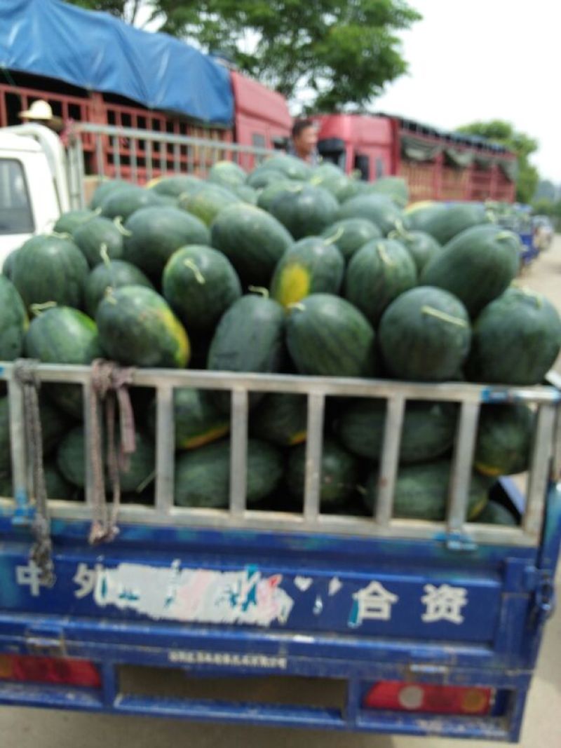 黑美人西瓜8斤打底8成熟1茬