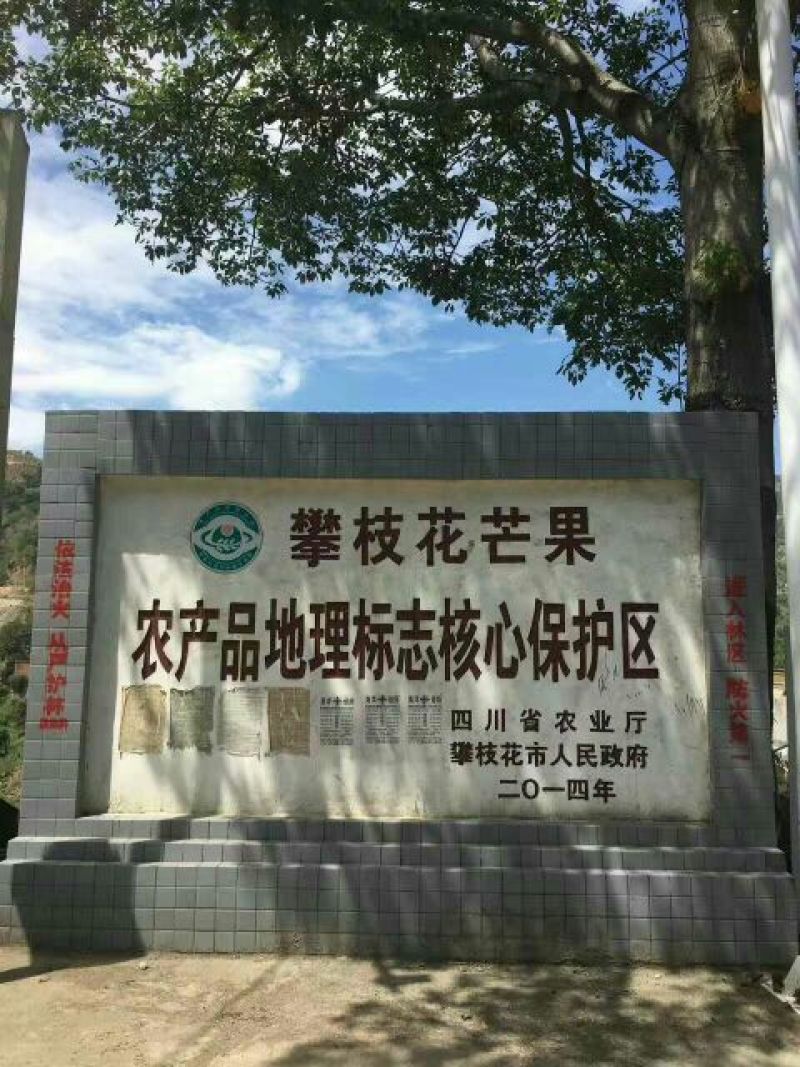 攀枝花海顿芒果7两以上产地直发支持一件代发