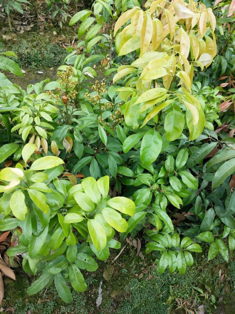 妃子笑荔枝苗50~80cm
