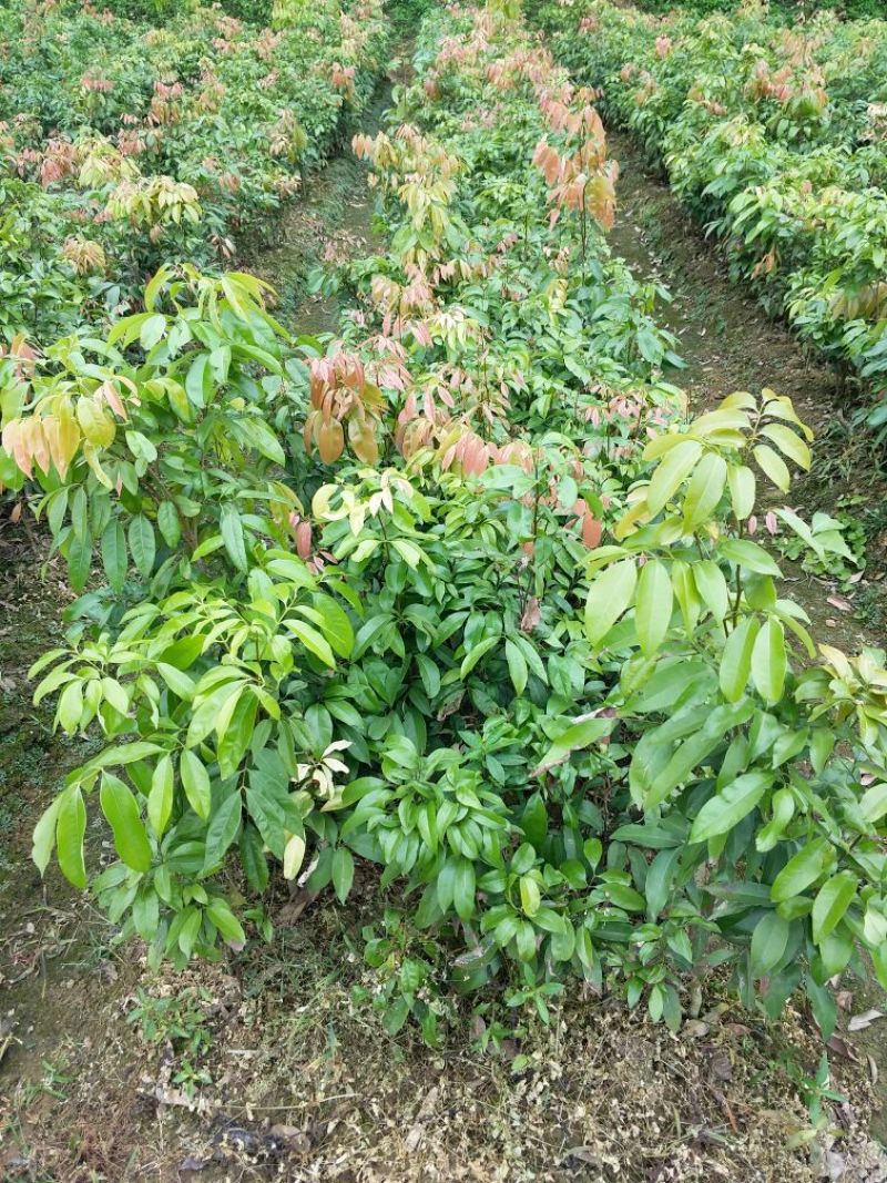妃子笑荔枝苗50~80cm