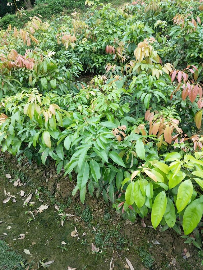 妃子笑荔枝苗50~80cm