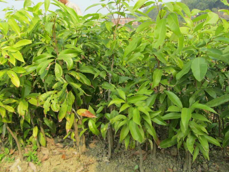 妃子笑荔枝苗50~80cm