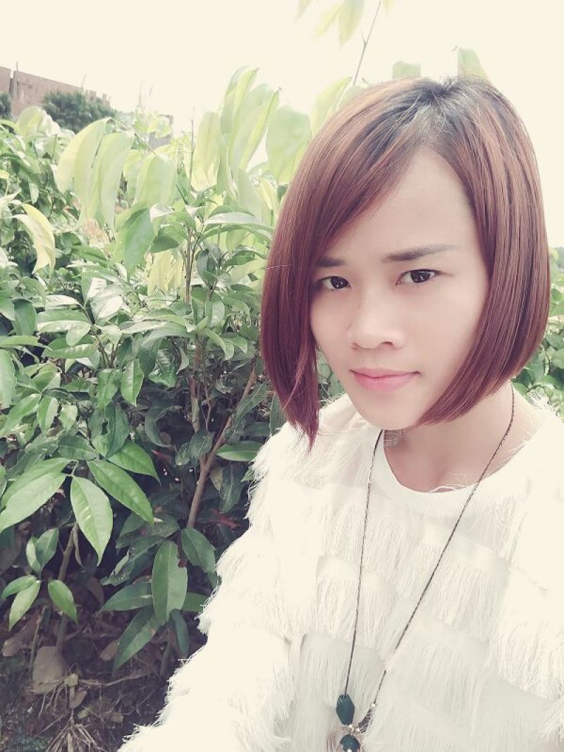 妃子笑荔枝苗50~80cm