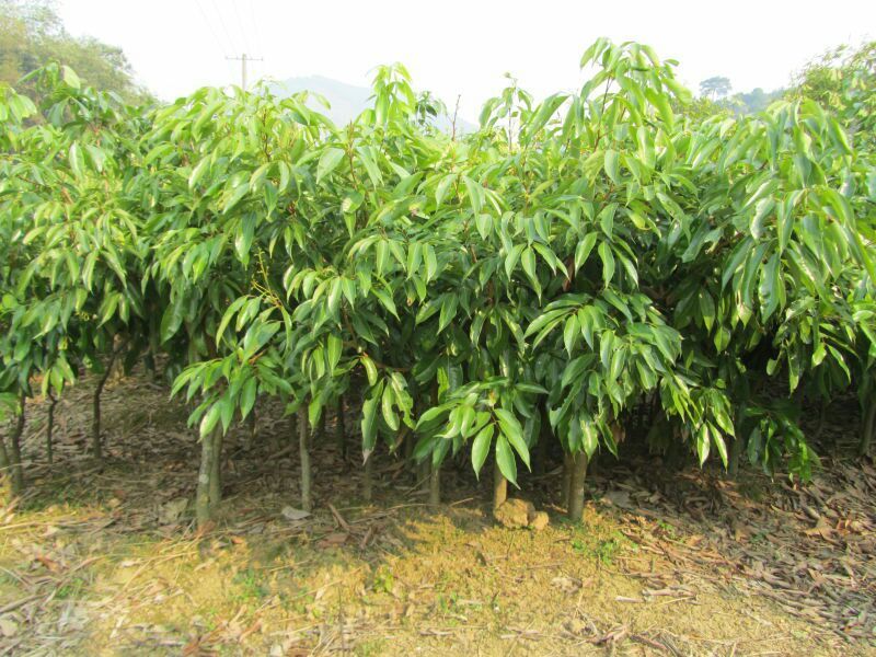 妃子笑荔枝苗50~80cm