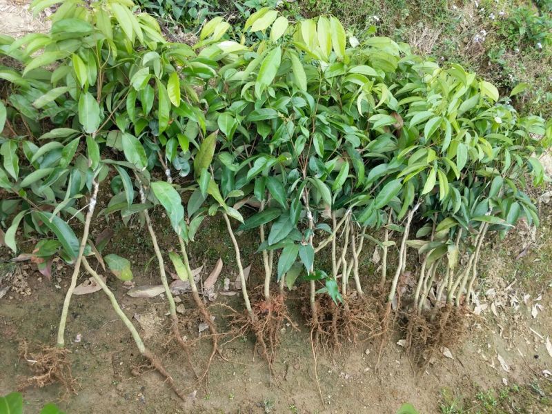 妃子笑荔枝苗50~80cm