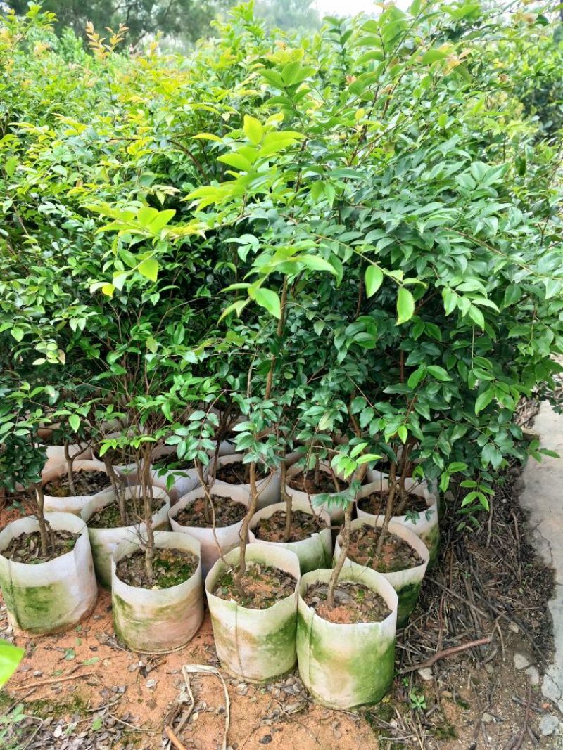 嘉宝果树苗1年