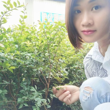 嘉宝果树苗1年
