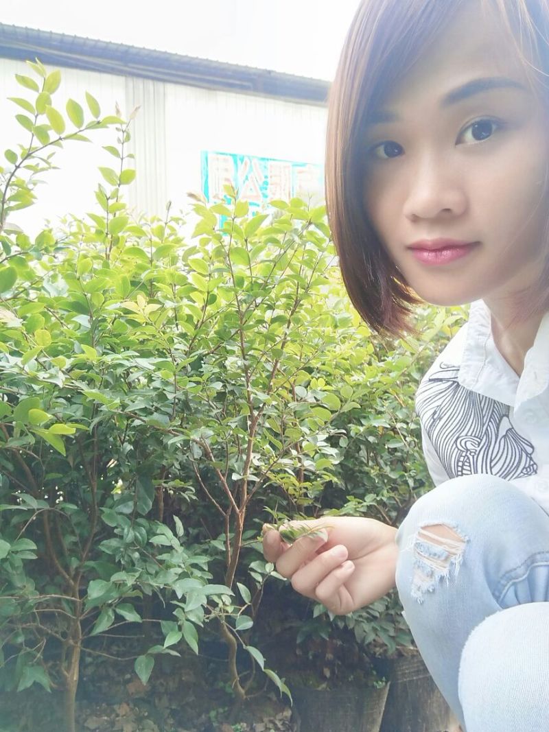 嘉宝果树苗1年