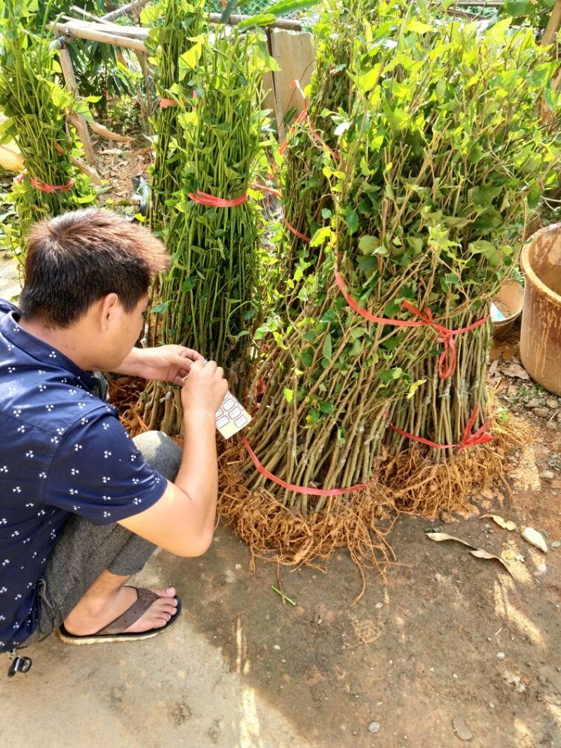 台湾四季果桑苗50~60cm