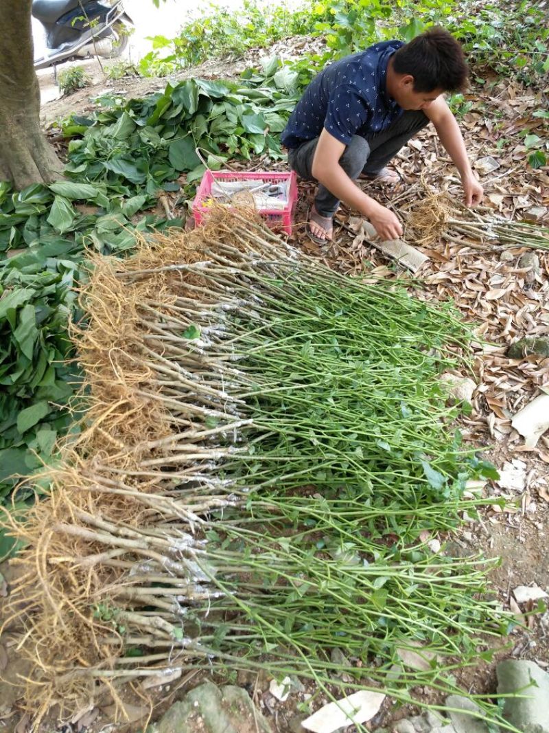 台湾四季果桑苗50~60cm
