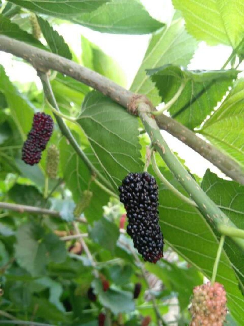 大十桑树苗50~60cm