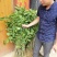 大十桑树苗50~60cm