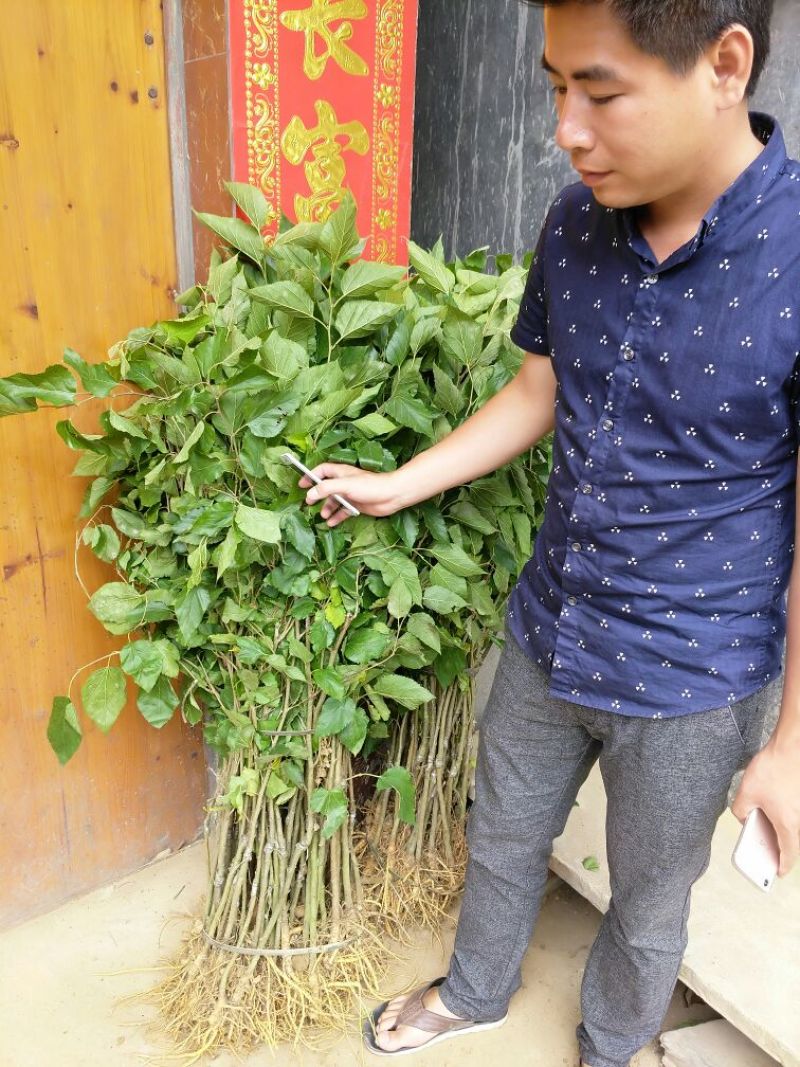 大十桑树苗50~60cm