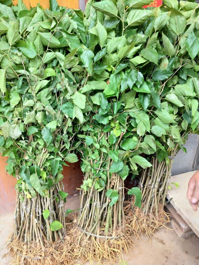 大十桑树苗50~60cm