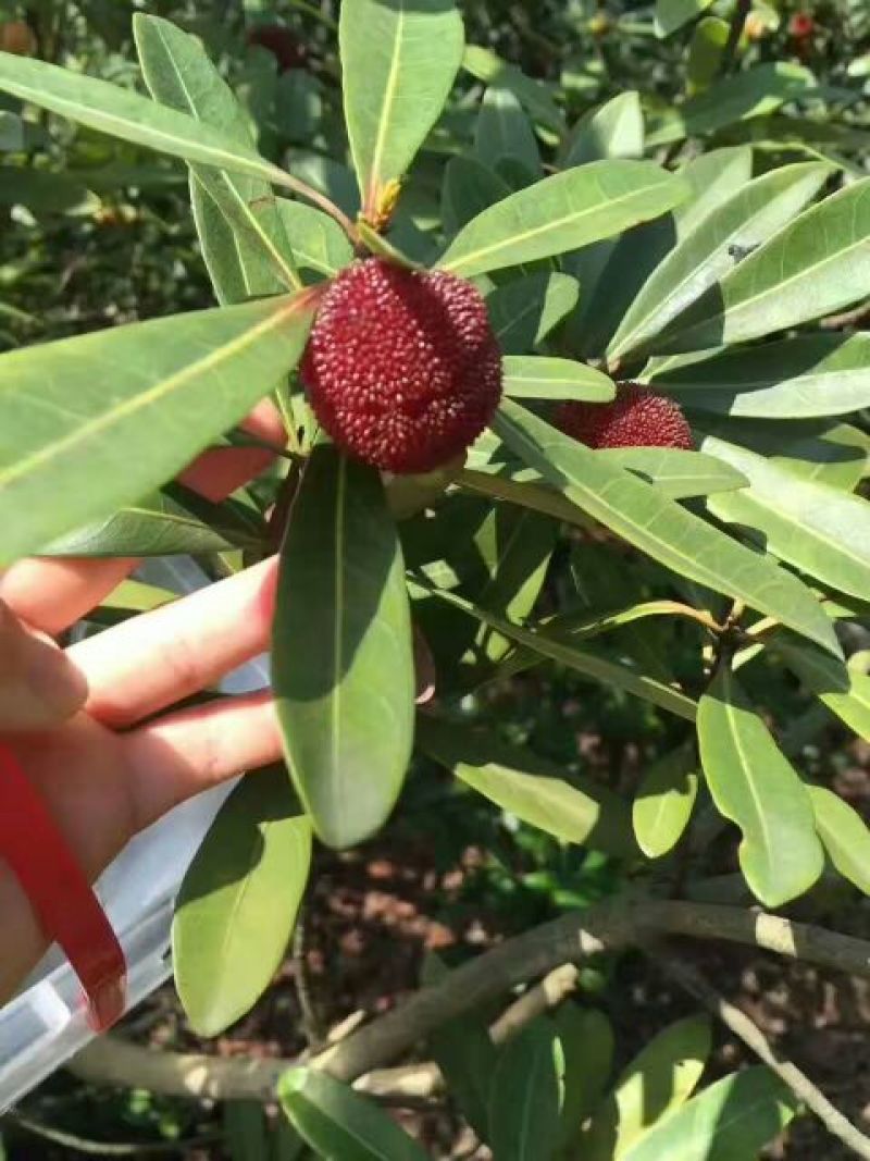 大叶细蒂杨梅1.5~2cm