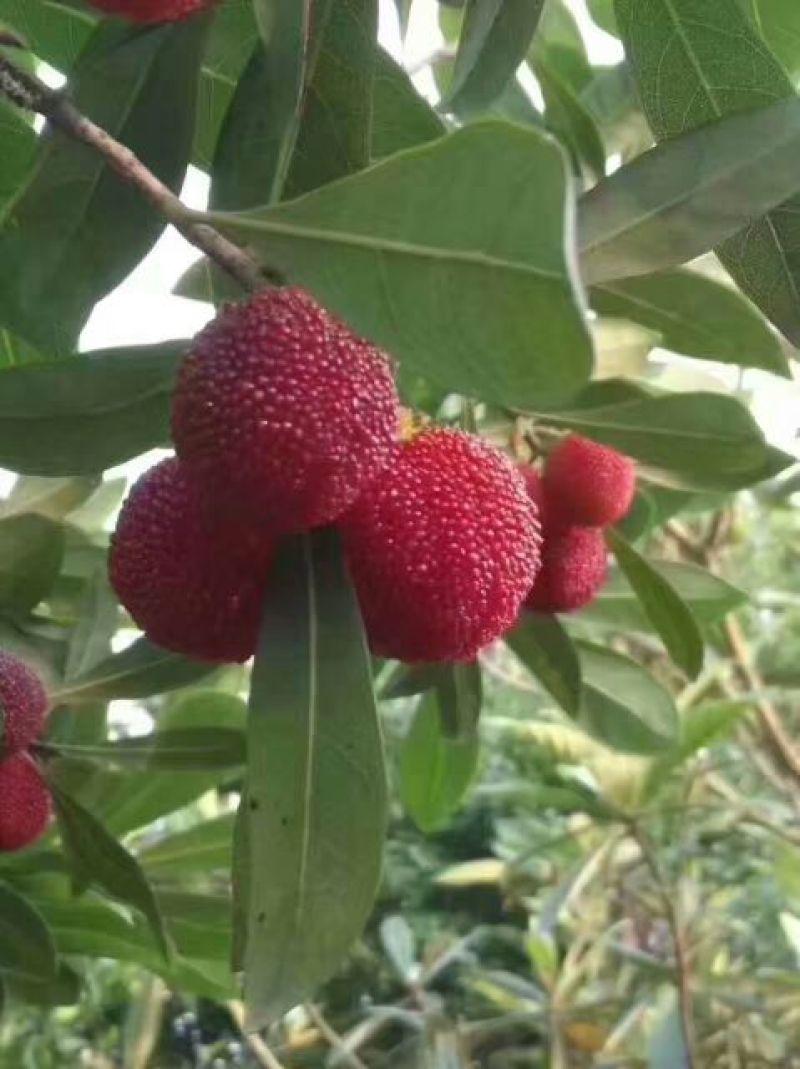 大叶细蒂杨梅1.5~2cm