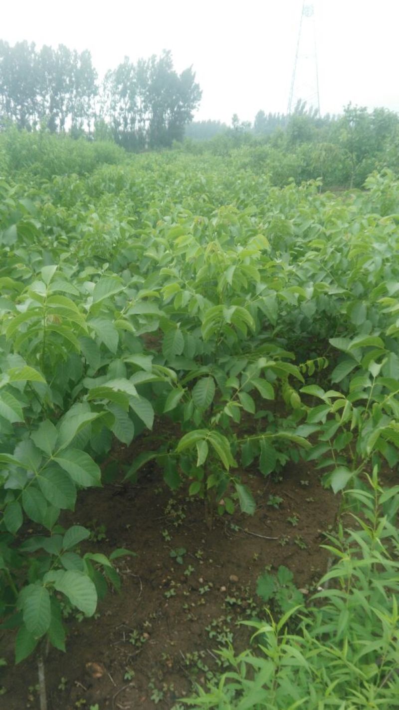 核桃苗一年苗50~100cm二年苗三年苗保品种量大