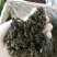 绞股蓝水洗干货散装药食同源量大从优