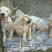 纯种杜高犬活体幼犬幼崽好养可训练化家养巨型伴侣狗